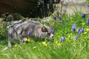 Die Katze und die Biene