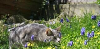 Die Katze und die Biene