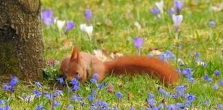 Eichhörnchen im Alten Friedhof in Gießen Ob hier noch ein Nuss liegt ?