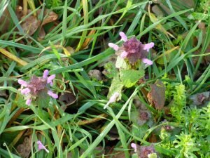Purpurrote Taubnessel