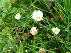 Gänseblümchen
