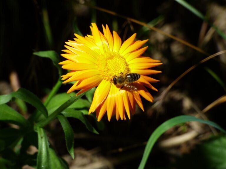 Naturfreunde
