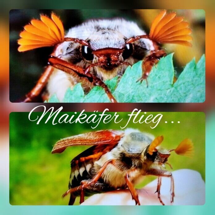 CollageMaker_20210429_172236985