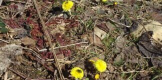 Frühblüher am Wegesrand in der Rhön