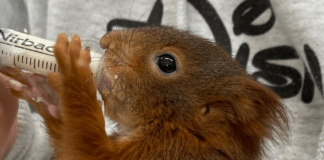 Auch Wildtiere brauchen Schutz