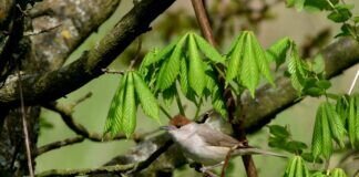 Besuch im Bodenfeld