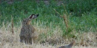 Achtung Wildtierbabys unterwegs