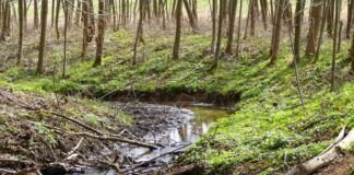 Im Schwalbenbachtal bei Atzbach