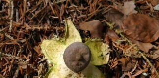 Außergewöhnliche Pflanze, entdeckt im Botanischen Garten in Marburg