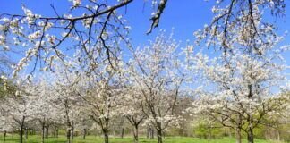 Wunderschöne Kirschblüte in Ockstadt bei Friedberg