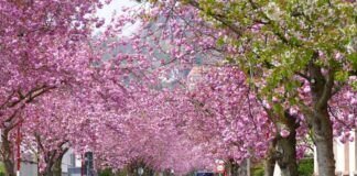 Japanische Kirschblüte in Marburg