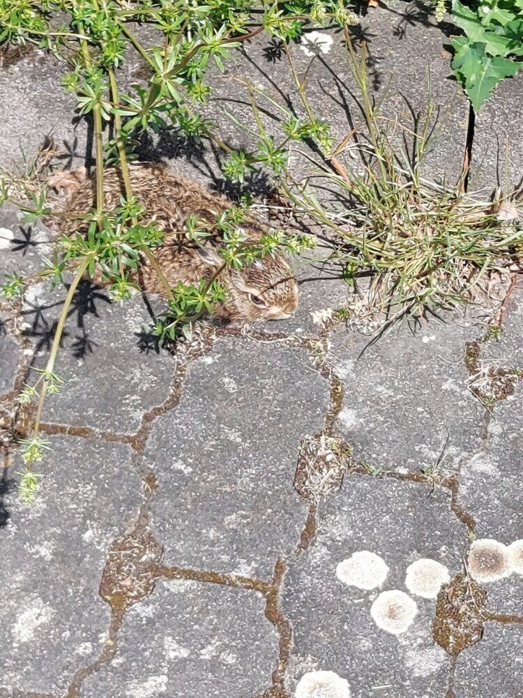 Feldhasenbaby auf dem Parkplatz bei der Wilden Ecke