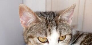 Unsere ersten Katzenbabys in diesem Jahr sind geboren