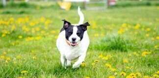 Ein Hund zum Liebhaben – CHANTI ✿ VERMITTELT ✿