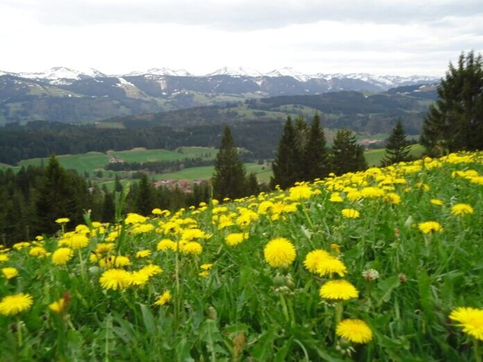 Blick über Börlas zur Nagelfluhkette