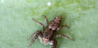 Springspinne