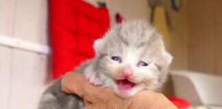 Neues von den Katzenreichbabys