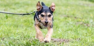 ROCKY sucht dringend Auslastung!