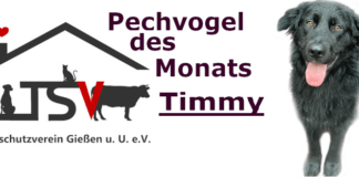 Pechvogel TIMMY – Pflegestelle oder Endplatz für Timmy gesucht! –