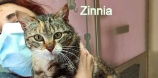 Süße Katze in “reifem Alter! Zuhause gefunden!