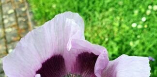 Der Mohn erblüht und lädt die Bienen ein!