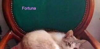 Herzchen Fortuna!