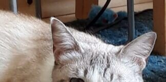 Hundekatze Finchen!