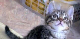 Kitten sind kleine Zauberwesen!