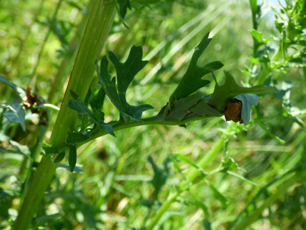Hier hat sich die Raupe eine schützende Tüte gebaut