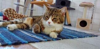 Kater SILVESTER sucht viel Zuwendung – VERMITTELT