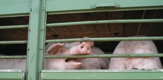 Tiertransporte bei Hitze