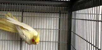 Freiflug gesucht – COCO & Nadino – VERMITTELT Coco
