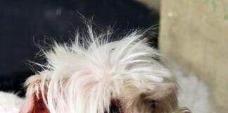 Luna sucht Altersruhesitz!