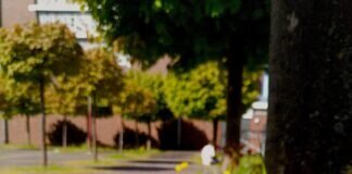 Sommerkulturkirche präsentiert Zugabe am letzten August-Wochenende Lauschige Sommerabende unter den Platanen