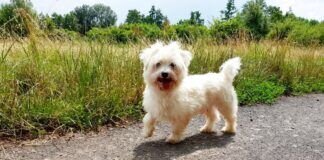Goldschatz ROMEO – VERMITTELT