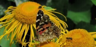 Insektensommer, es wird so langsam!