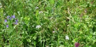 Neues von der Wilden Ecke- Viele Blüten, aber wenig Insekten