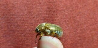 Junikäfer zu Besuch