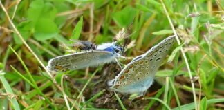 Himmelblauer Bläuling hat Insektenbesuch