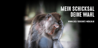 MEIN SCHICKSAHL – DEINE WAHL
