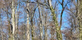 Blick in einen geschädigten Buchenwald