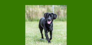 Goldschatz BRUNO – VERMITTELT