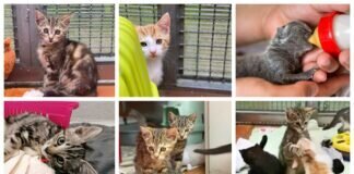 08.08.2021 Weltkatzentag
