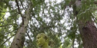 Impressionen vom Alten Friedhof Gießen