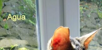 Wer gibt den beiden Katzen Lebensfreude!