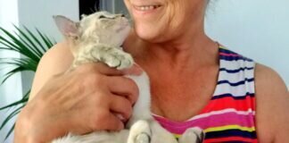 Kitten mit spanischem Temperament! Zuhause gefunden!