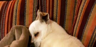 Hundesenior mit Temperament! Zuhause gefunden!