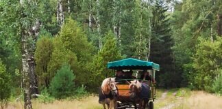4 Stunden Kutschfahrt in der Südheide