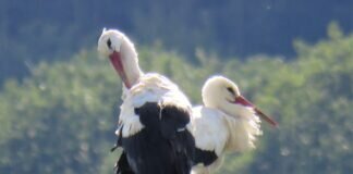 Der Storchenmast bei uns im Salzbödetal