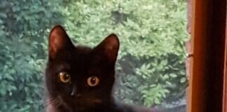 Zuhause gesucht — Lulu ist taub